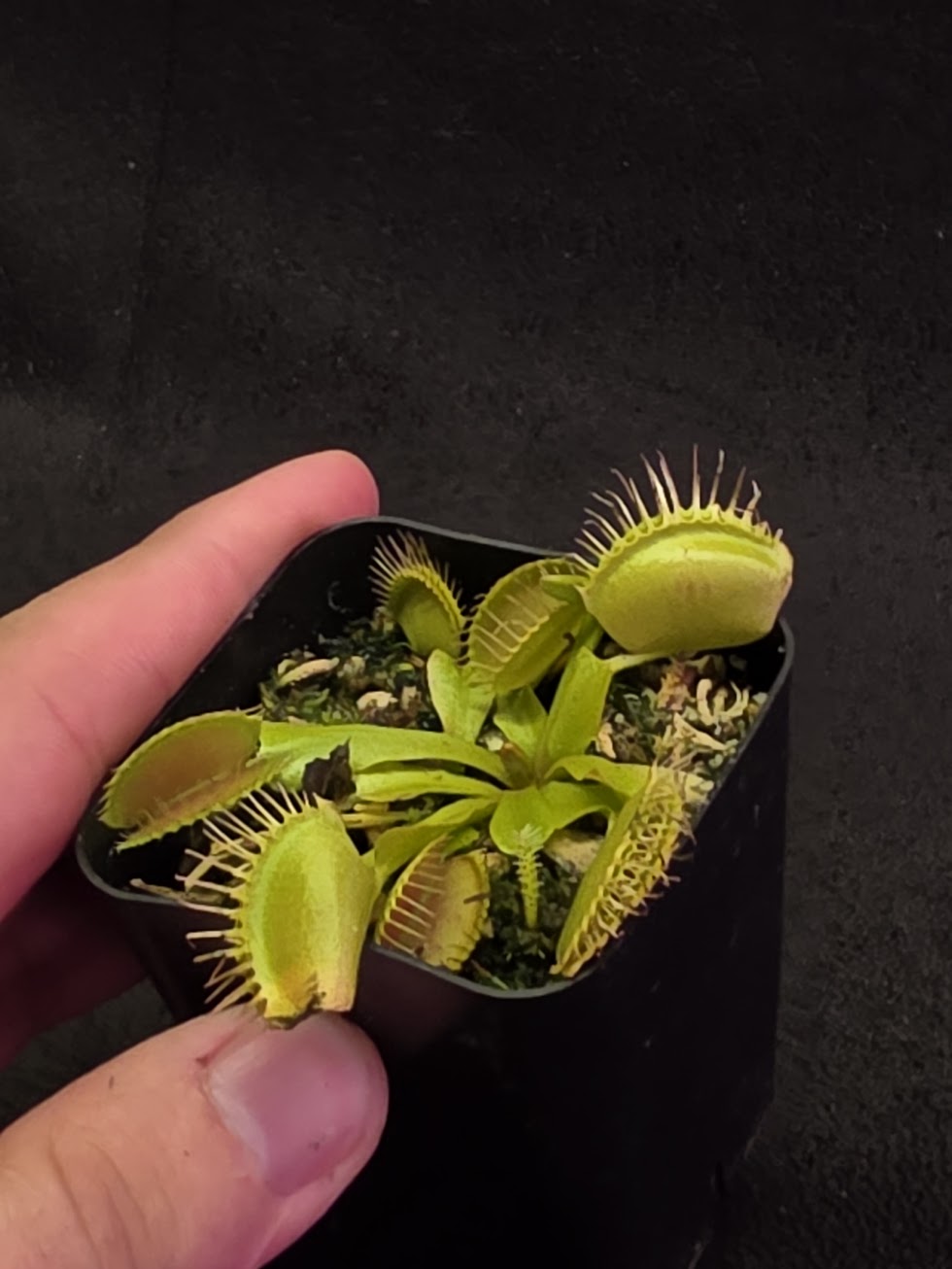 Venus Fly Trap Red Dragon (Dionaea Muscipula) #03