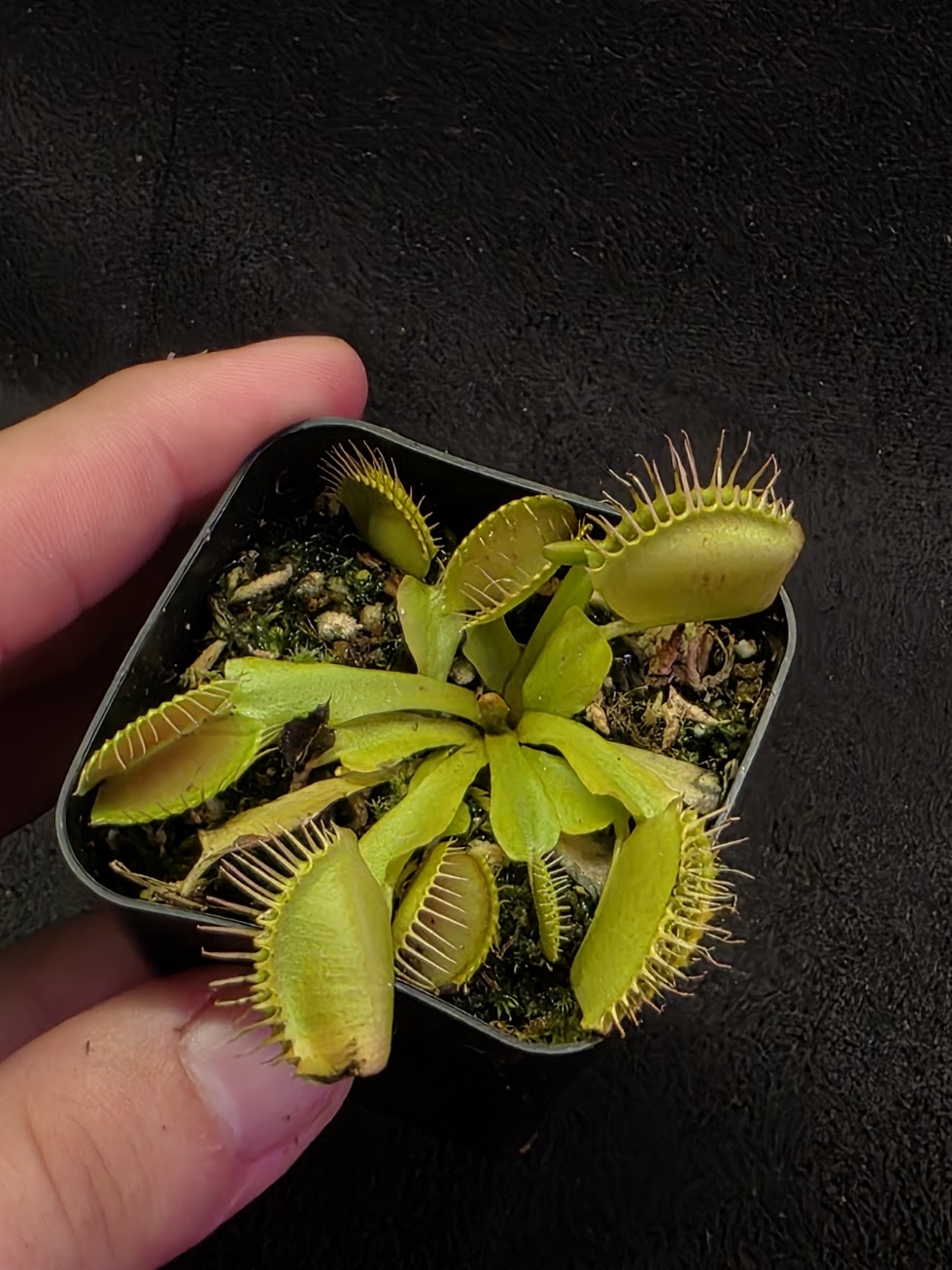 Venus Fly Trap Red Dragon (Dionaea Muscipula) #03
