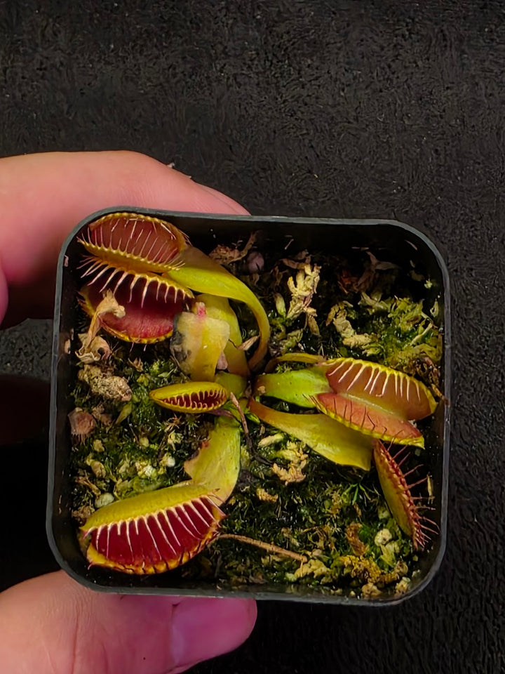 Venus Fly Trap Red Dragon (Dionaea Muscipula) #05