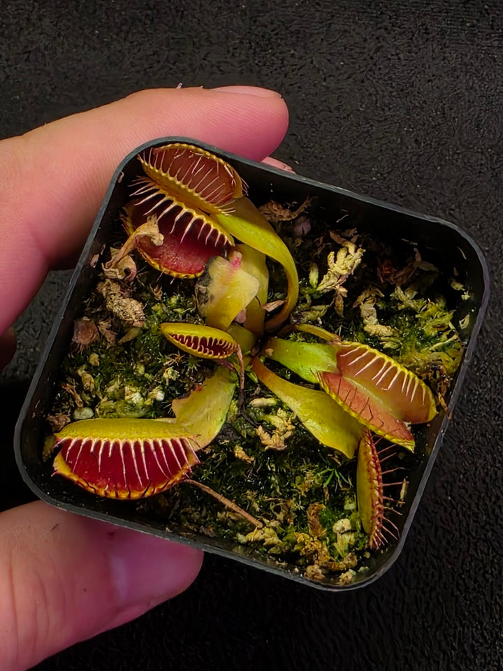 Venus Fly Trap Red Dragon (Dionaea Muscipula) #05