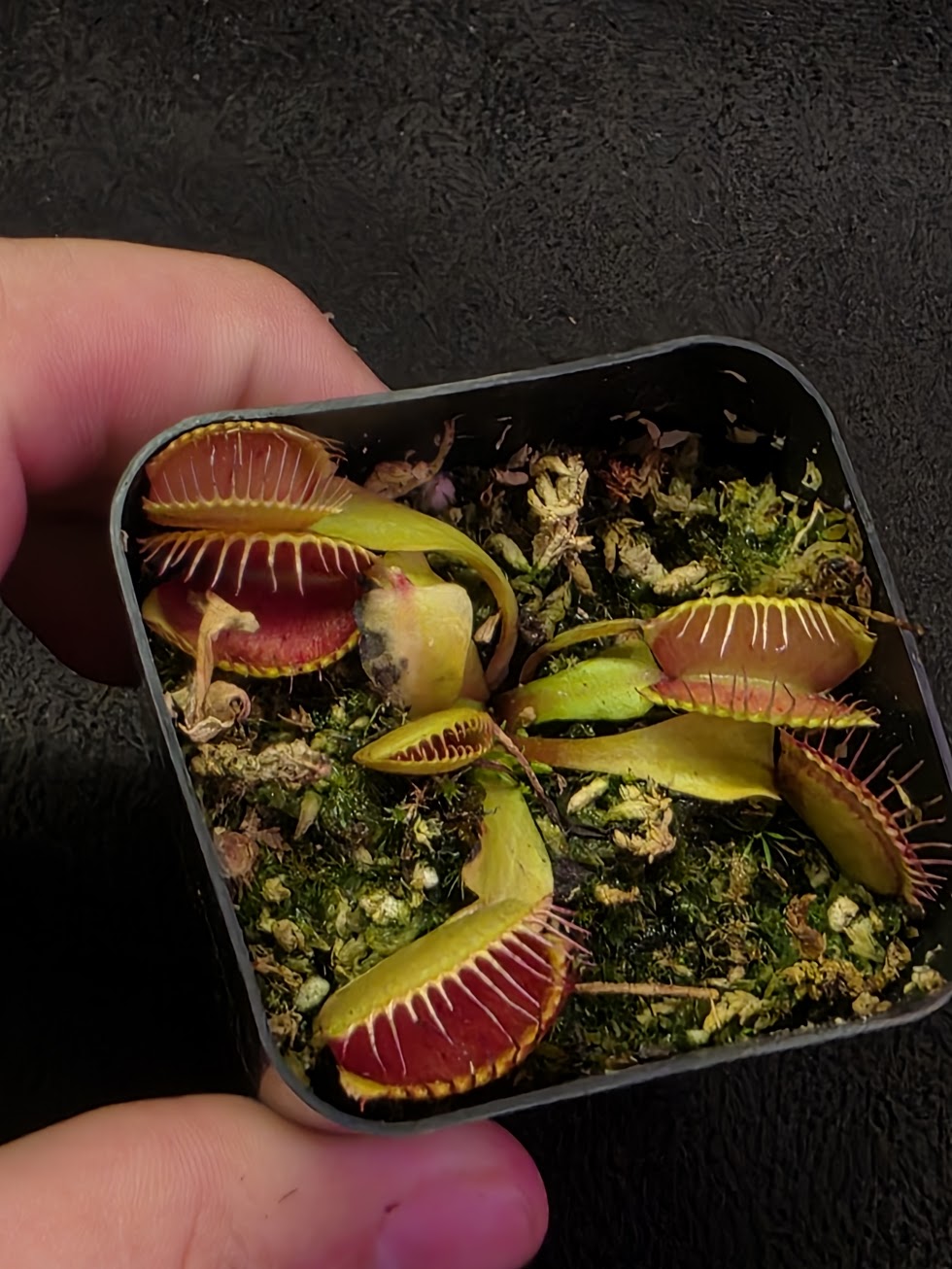 Venus Fly Trap Red Dragon (Dionaea Muscipula) #05