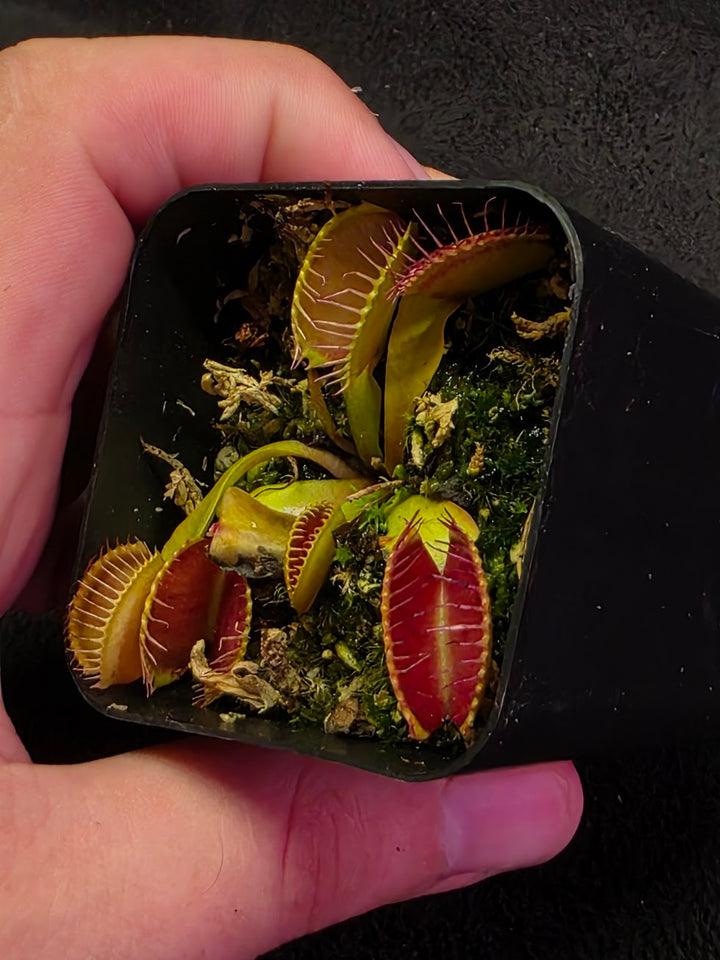Venus Fly Trap Red Dragon (Dionaea Muscipula) #05