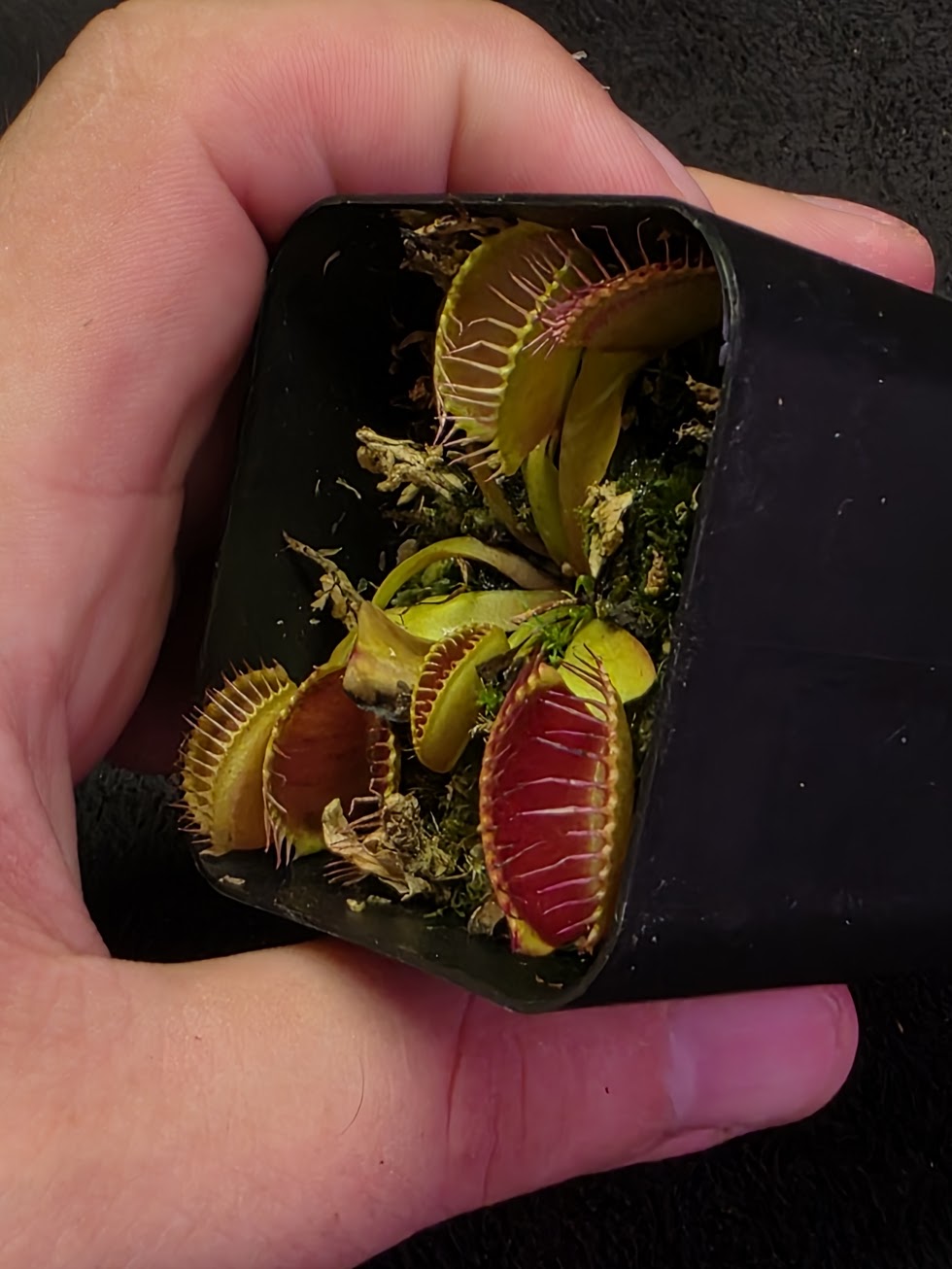 Venus Fly Trap Red Dragon (Dionaea Muscipula) #05