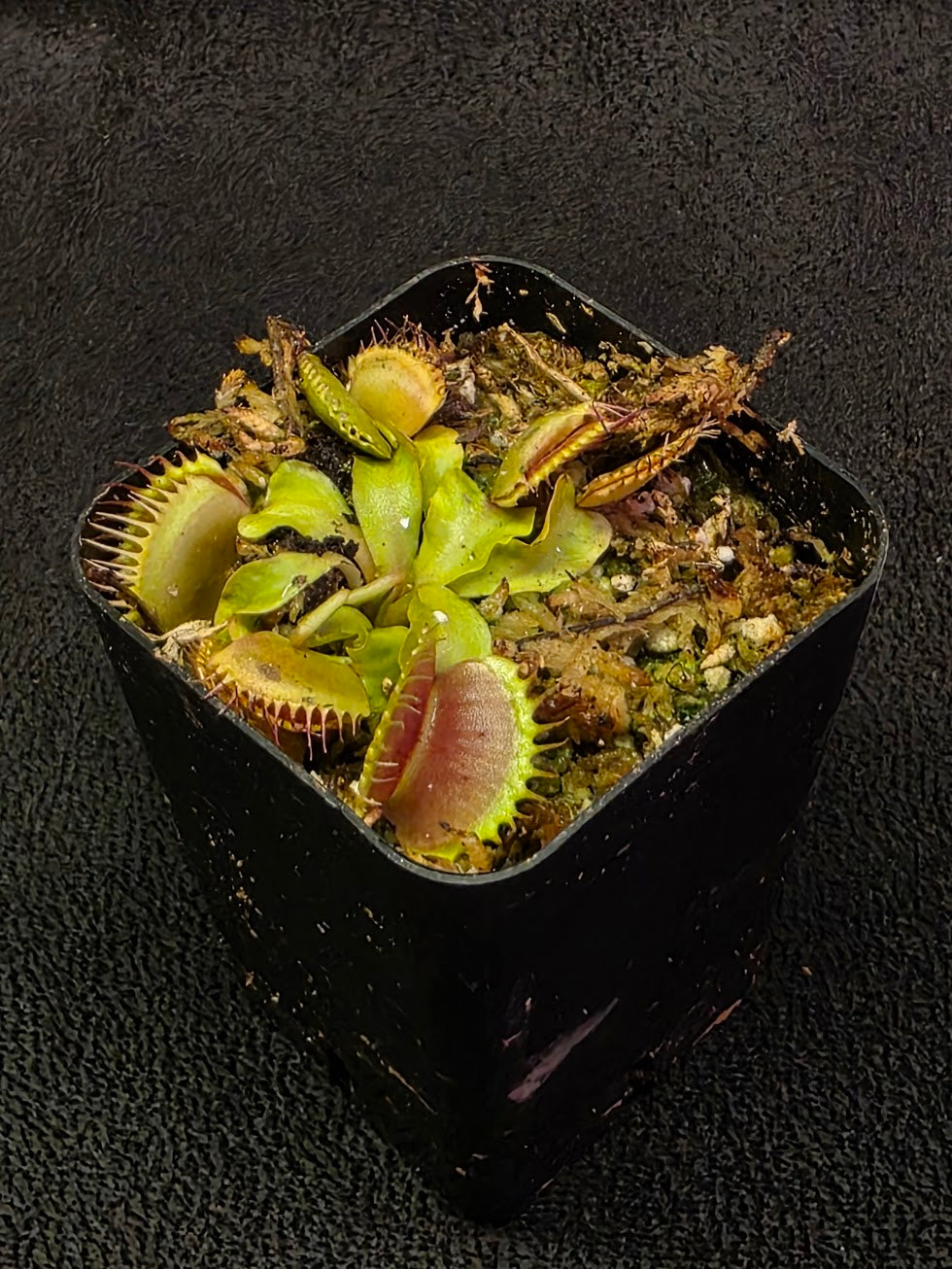 Venus Fly Trap Red Dragon (Dionaea Muscipula) #07