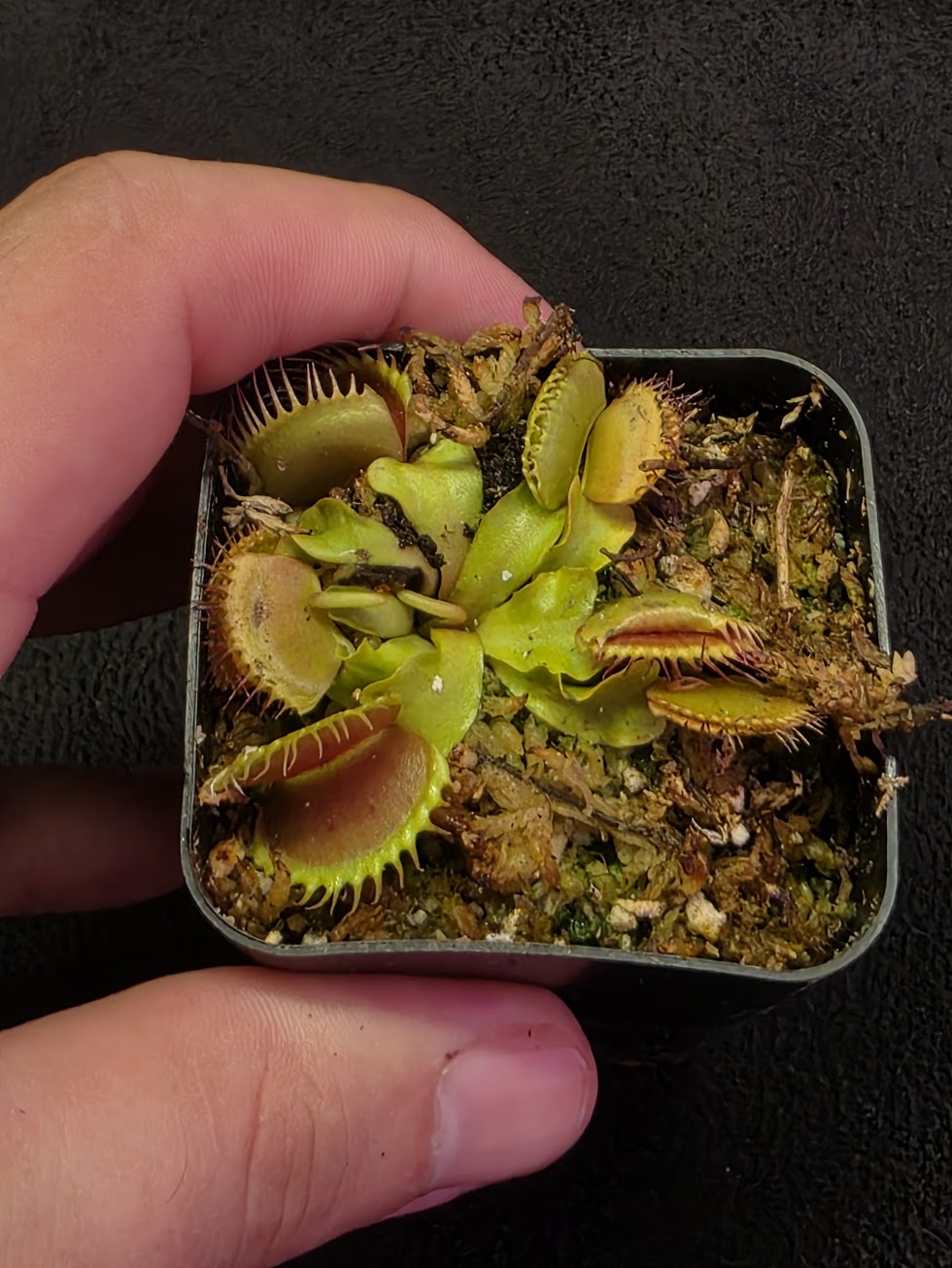 Venus Fly Trap Red Dragon (Dionaea Muscipula) #07