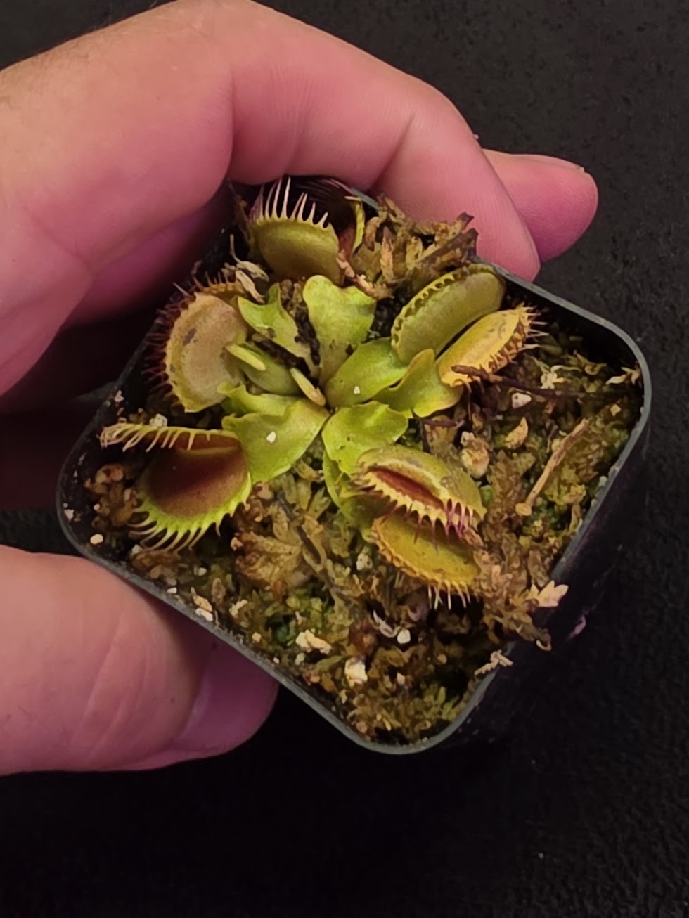 Venus Fly Trap Red Dragon (Dionaea Muscipula) #07