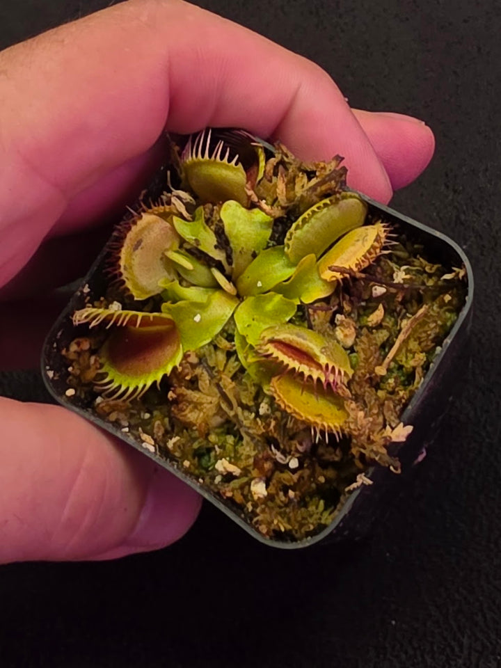 Venus Fly Trap Red Dragon (Dionaea Muscipula) #07