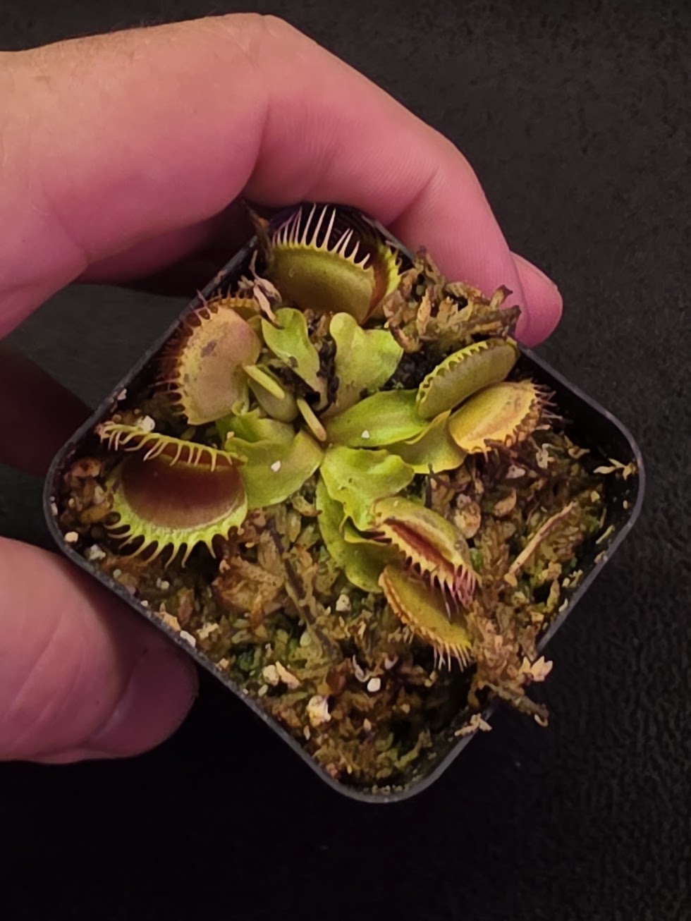 Venus Fly Trap Red Dragon (Dionaea Muscipula) #07