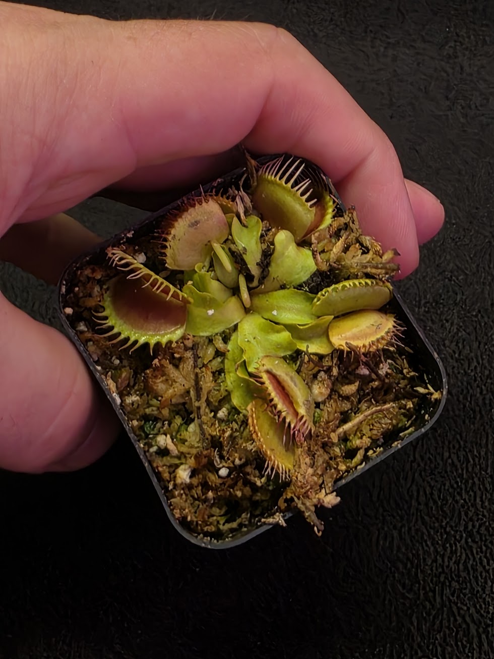 Venus Fly Trap Red Dragon (Dionaea Muscipula) #07