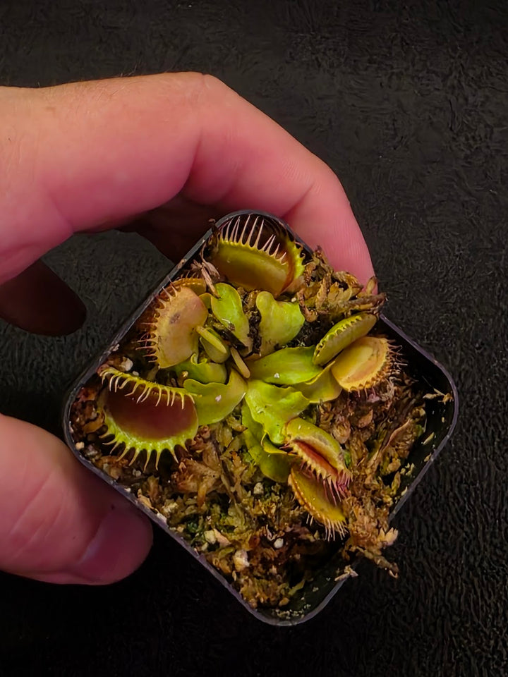 Venus Fly Trap Red Dragon (Dionaea Muscipula) #07