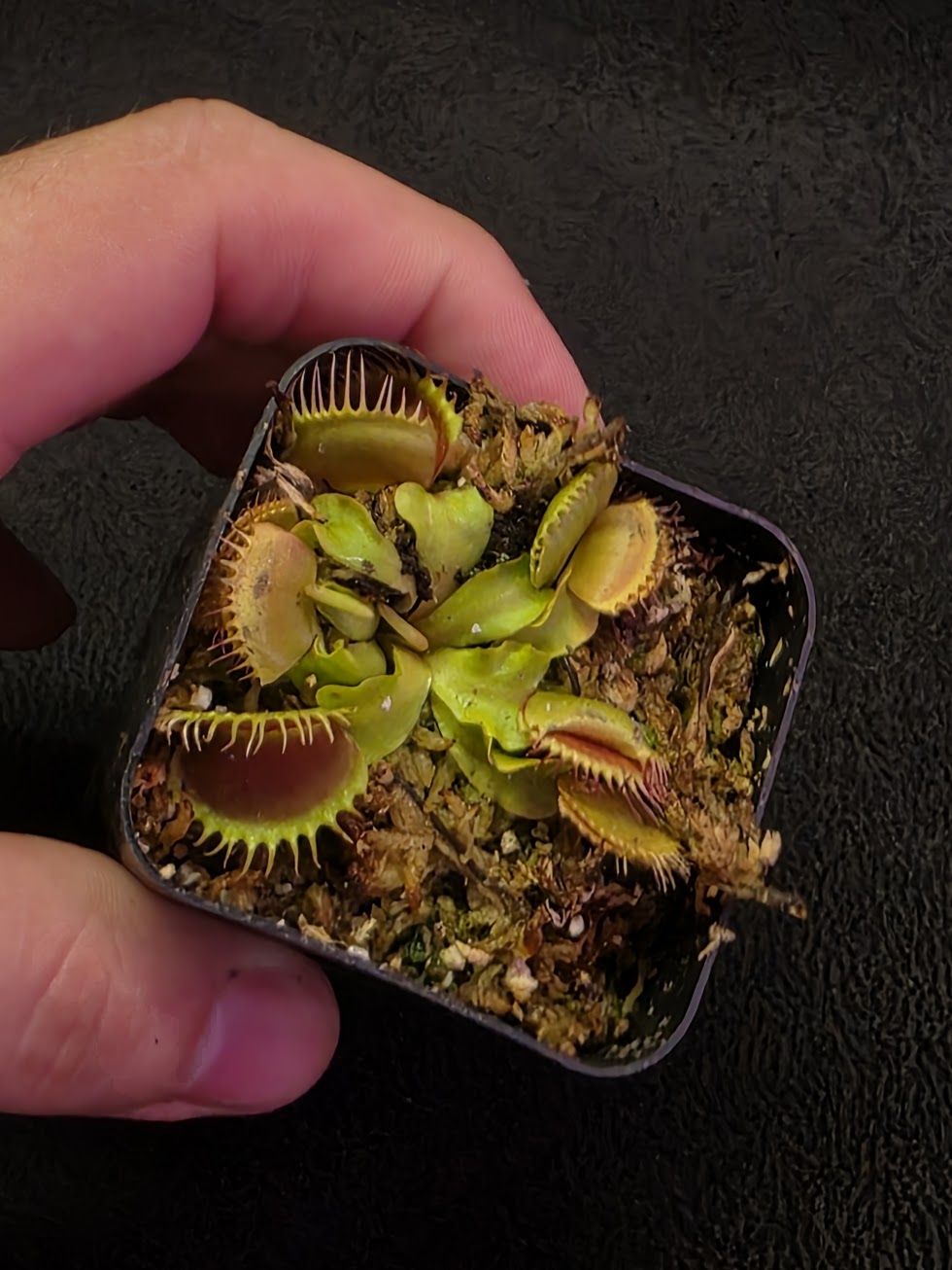 Venus Fly Trap Red Dragon (Dionaea Muscipula) #07