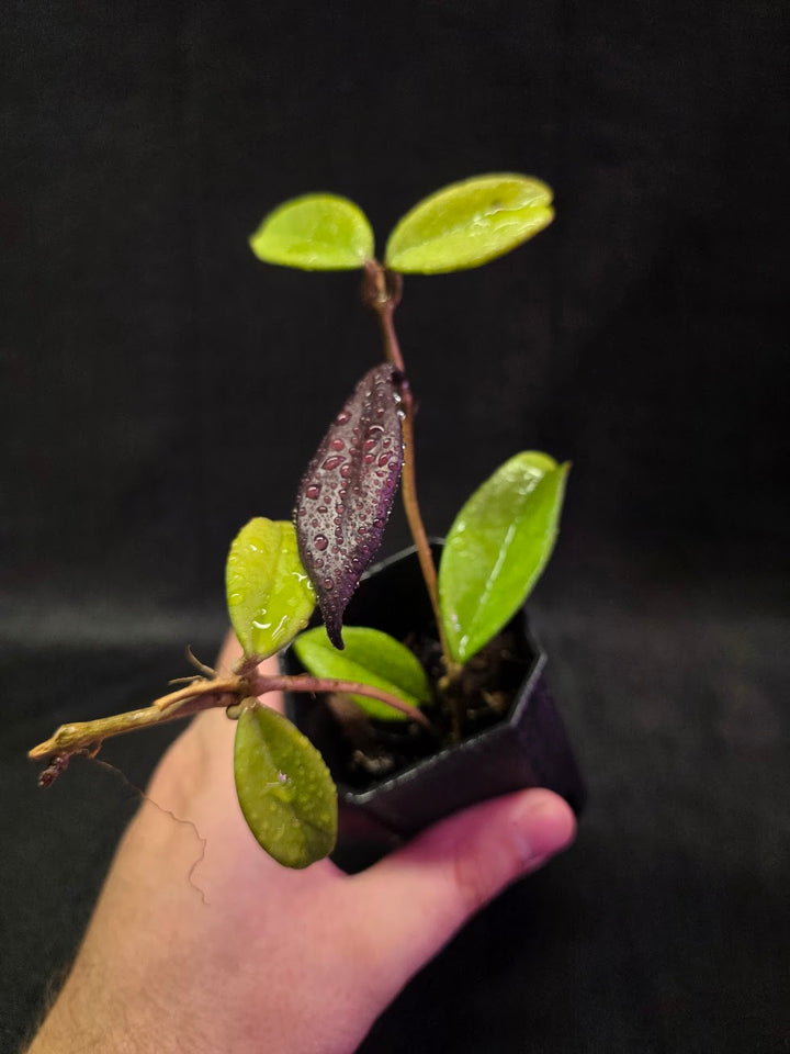 Hoya Pubicalyx Black Dragon #01