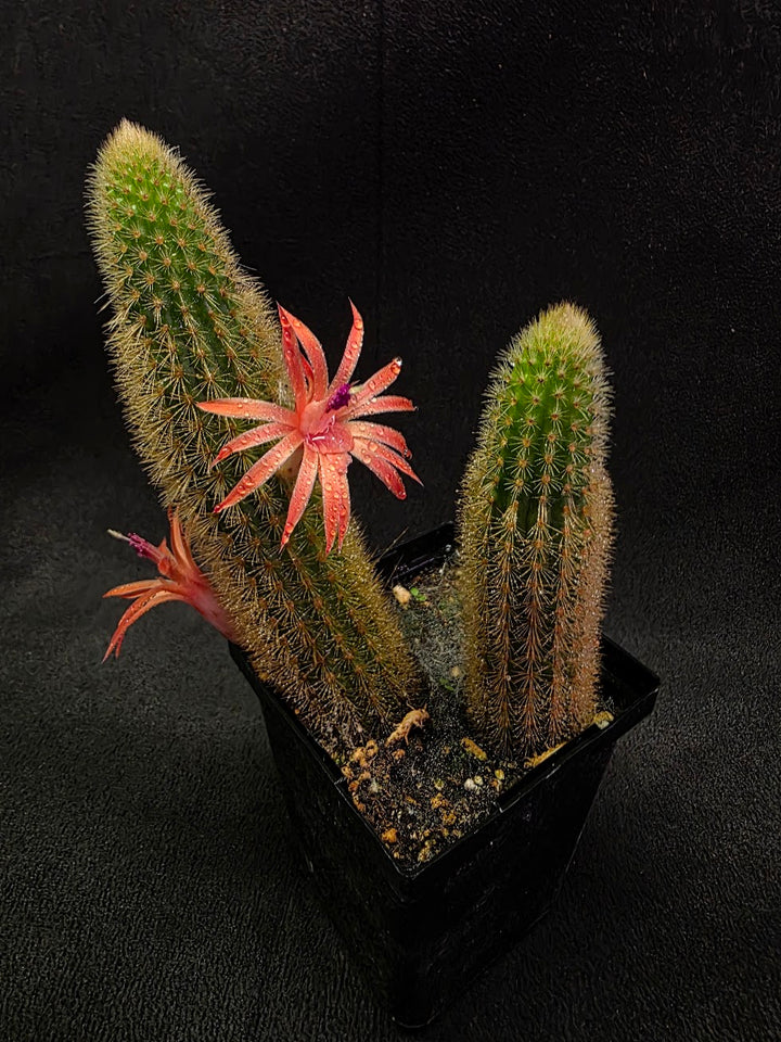 Golden Rat Tail Cactus #01