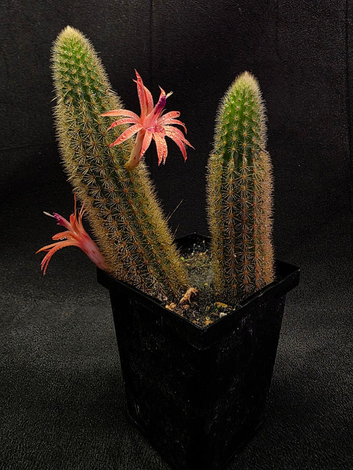 Golden Rat Tail Cactus #01