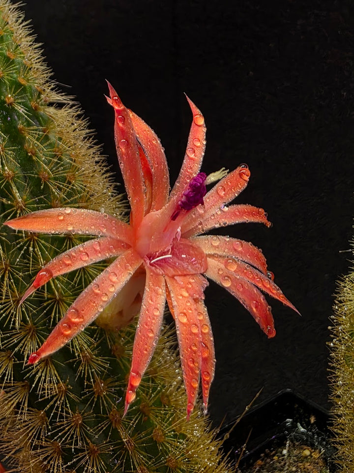 Golden Rat Tail Cactus #01