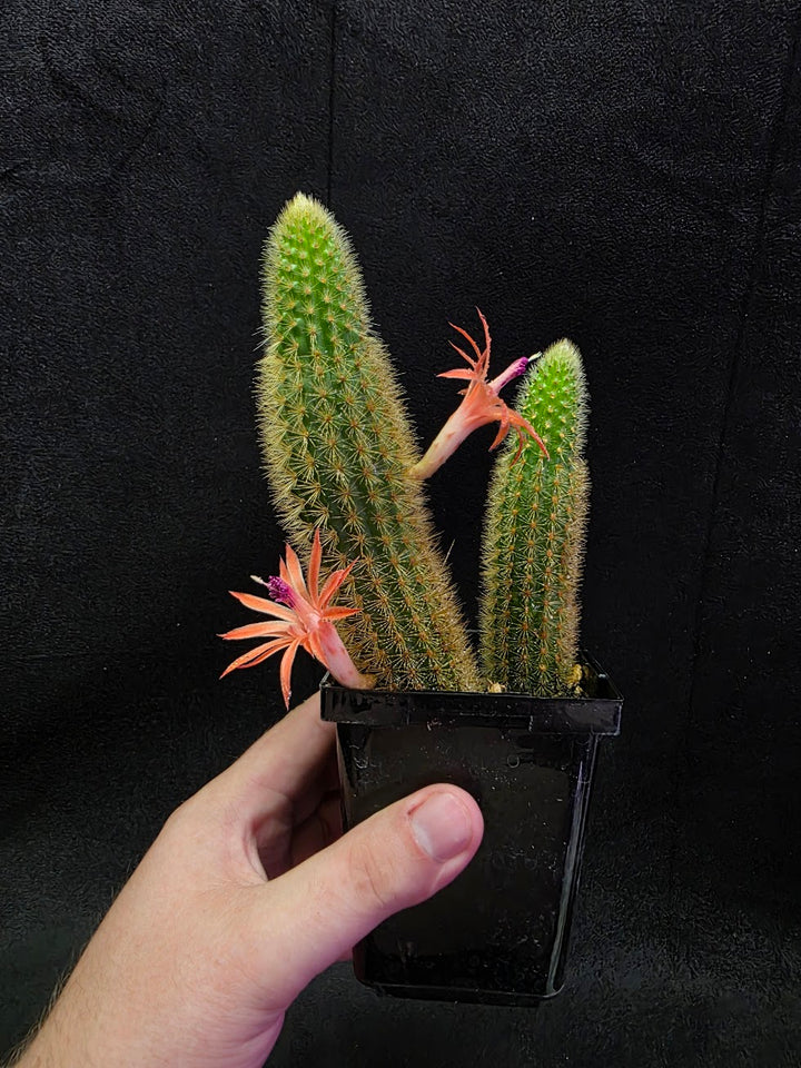Golden Rat Tail Cactus #01