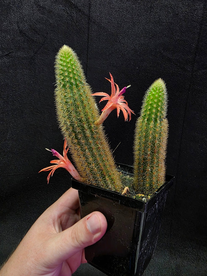 Golden Rat Tail Cactus #01