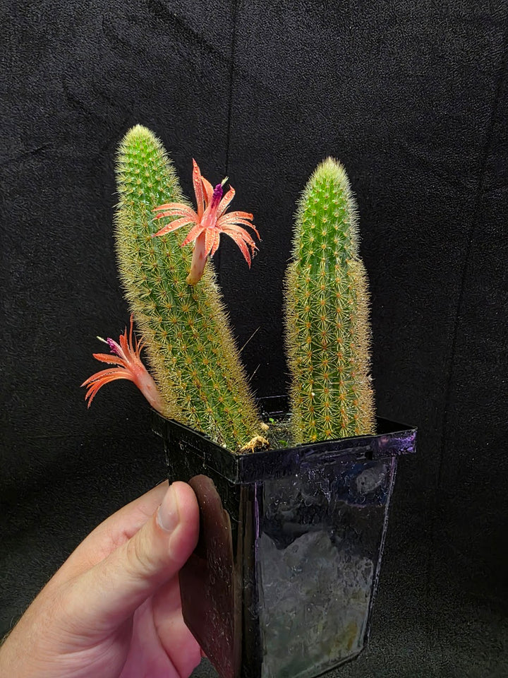 Golden Rat Tail Cactus #01
