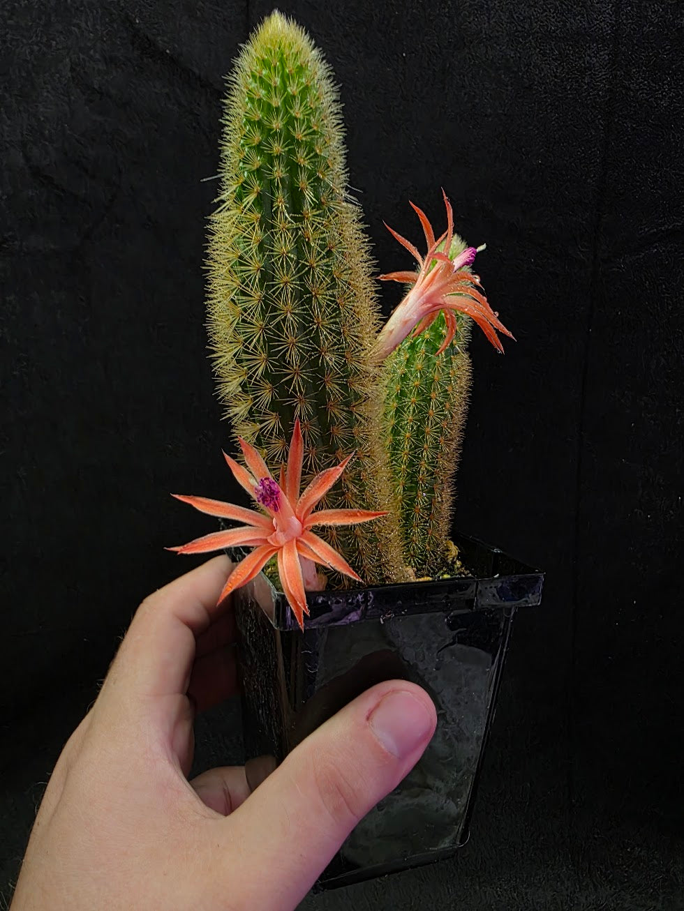 Golden Rat Tail Cactus #01