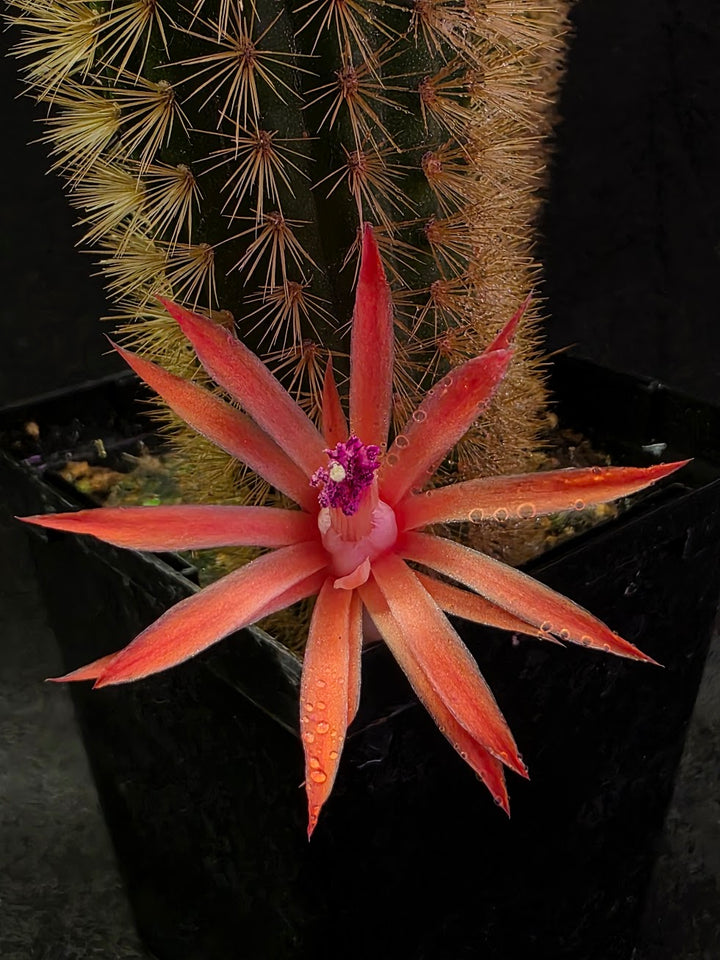 Golden Rat Tail Cactus #01