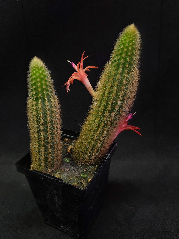 Golden Rat Tail Cactus #01