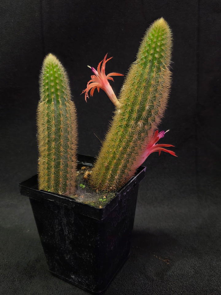 Golden Rat Tail Cactus #01