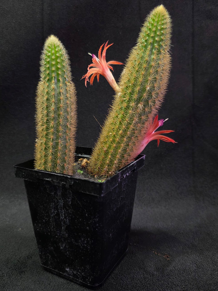 Golden Rat Tail Cactus #01