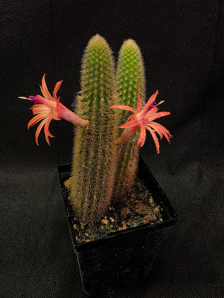 Golden Rat Tail Cactus #02