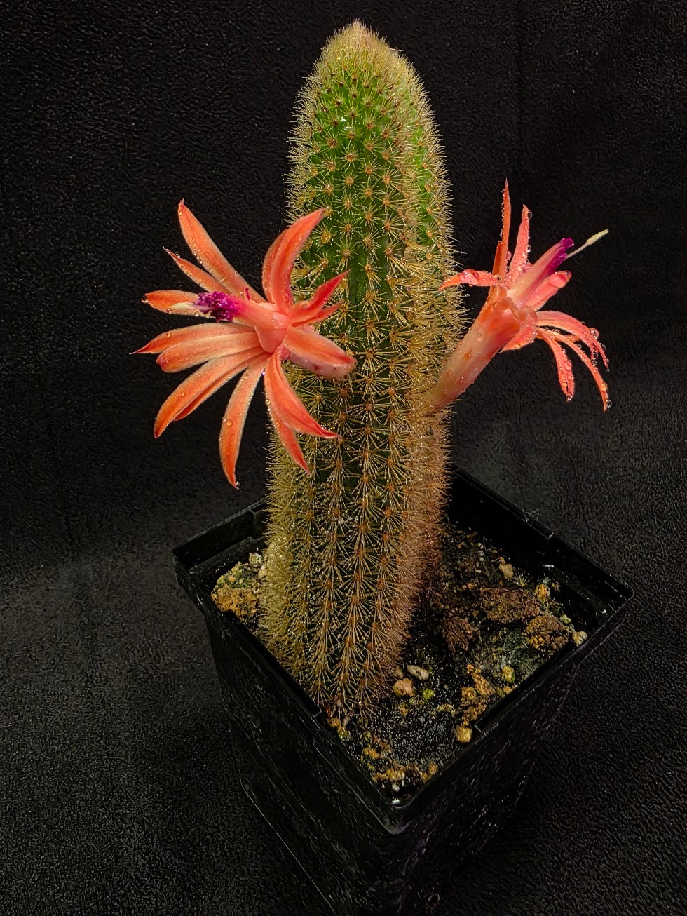 Golden Rat Tail Cactus #02