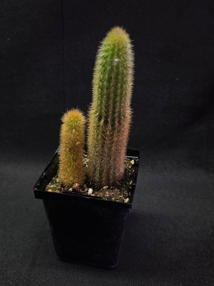 Golden Rat Tail Cactus #03
