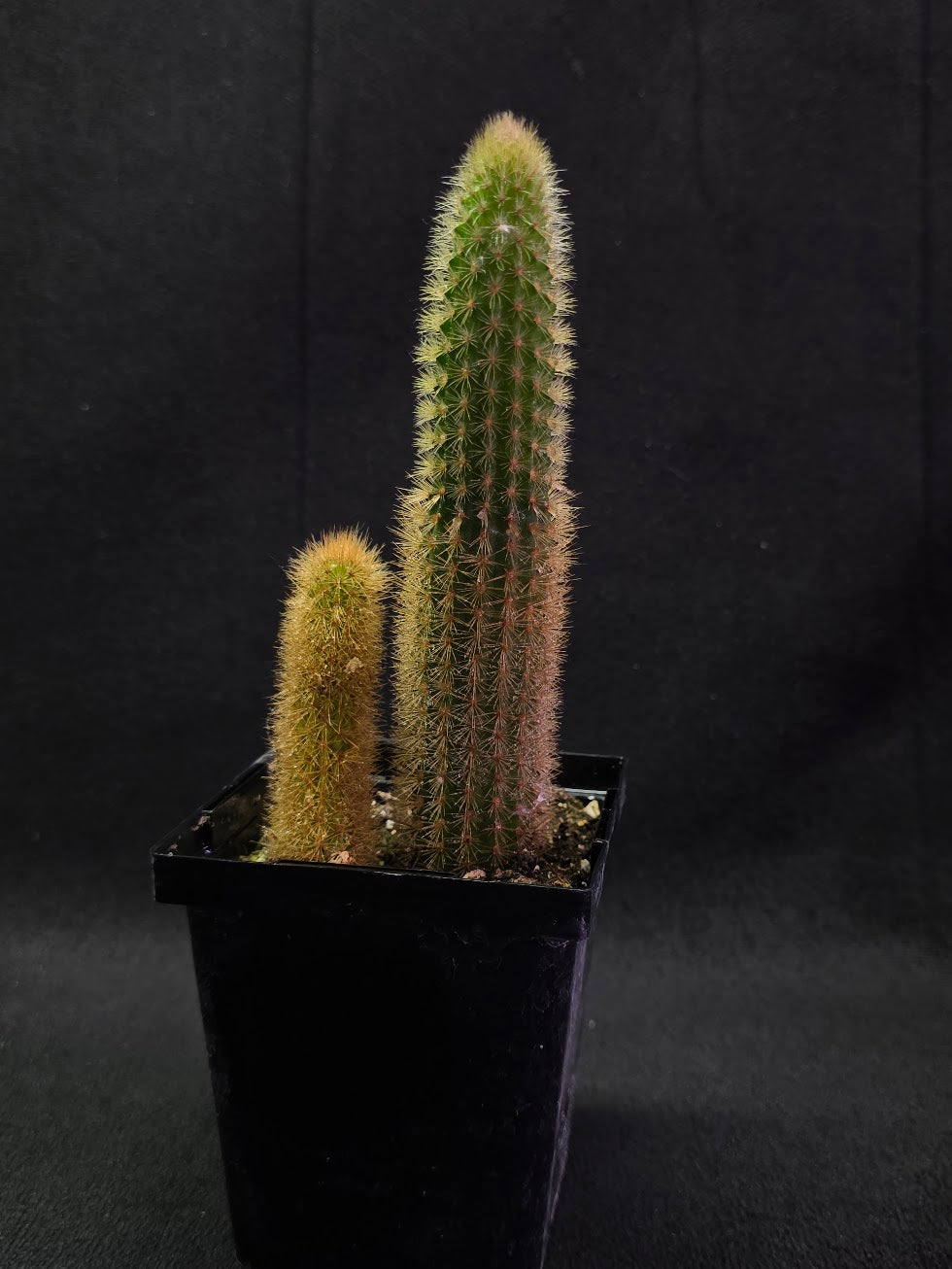 Golden Rat Tail Cactus #03