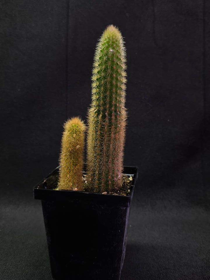 Golden Rat Tail Cactus #03