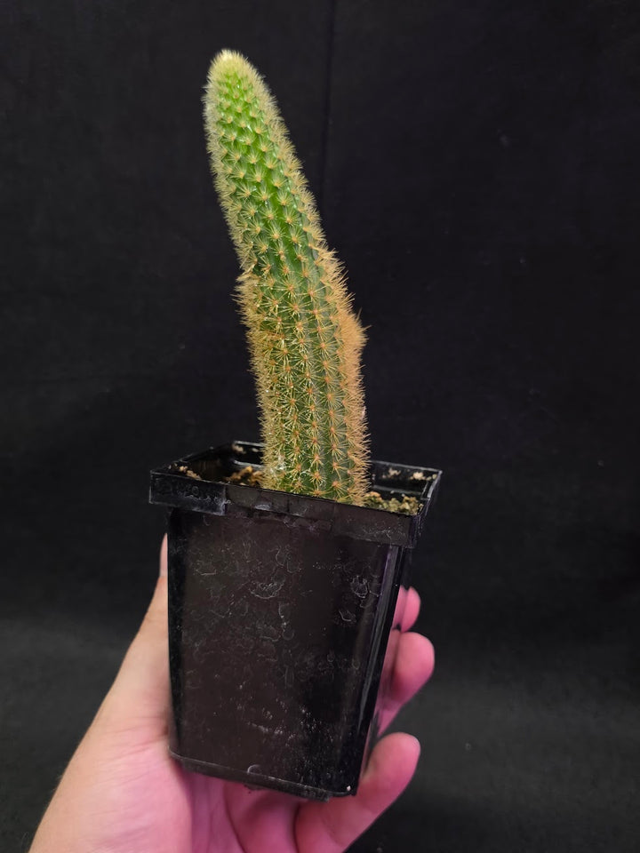 Golden Rat Tail Cactus #03