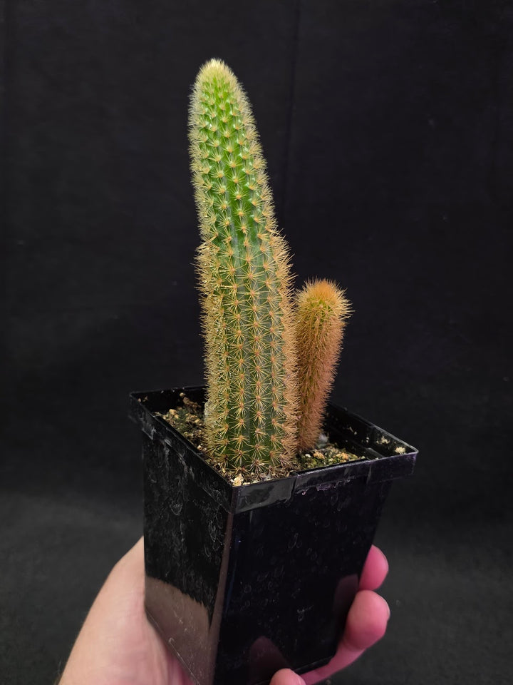 Golden Rat Tail Cactus #03