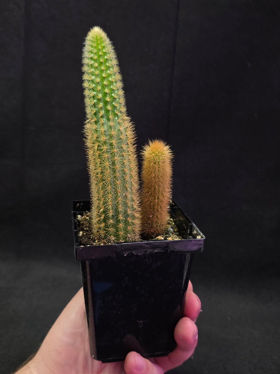Golden Rat Tail Cactus #03