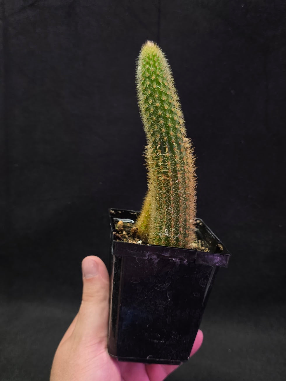 Golden Rat Tail Cactus #03