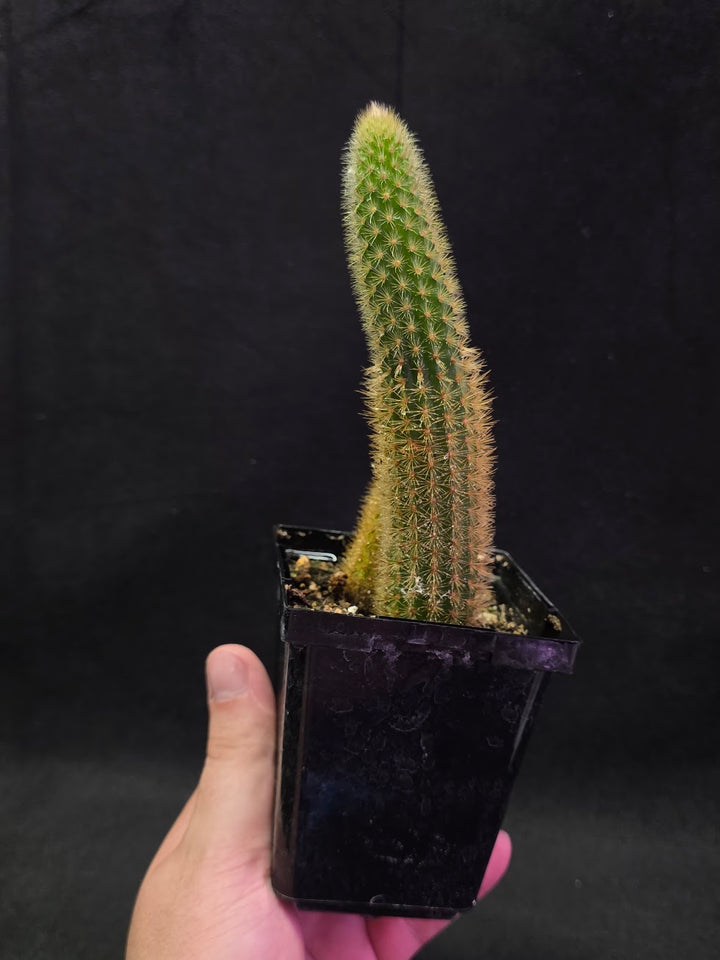 Golden Rat Tail Cactus #03