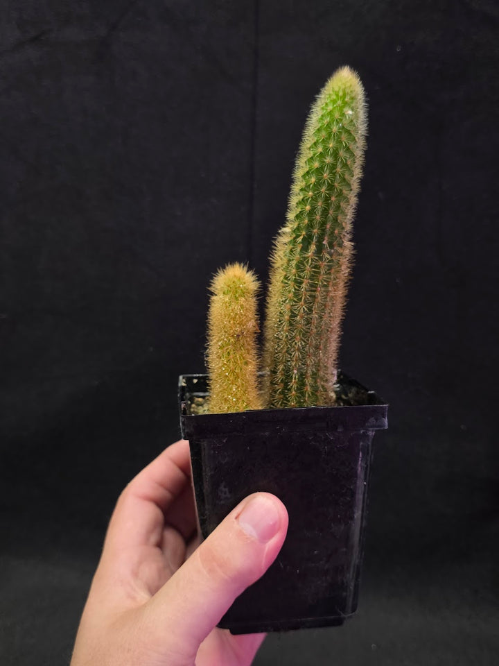 Golden Rat Tail Cactus #03