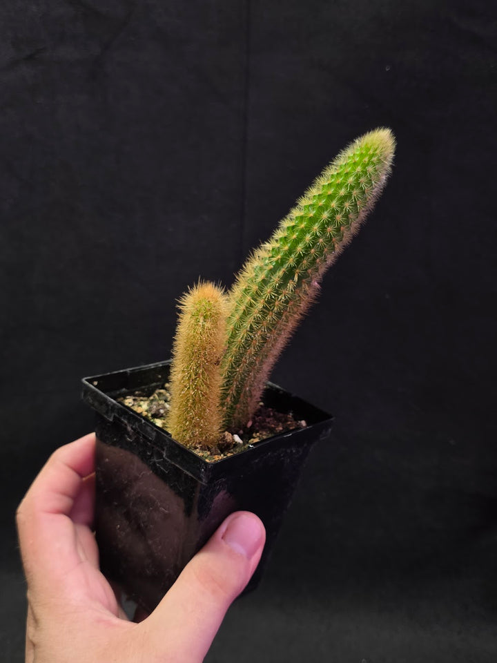 Golden Rat Tail Cactus #03