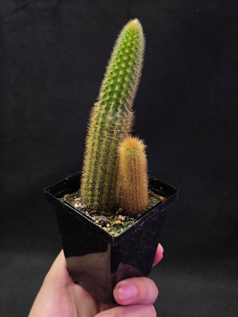 Golden Rat Tail Cactus #03