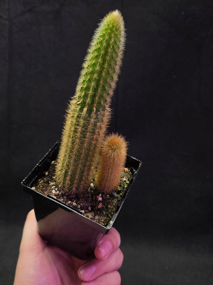 Golden Rat Tail Cactus #03