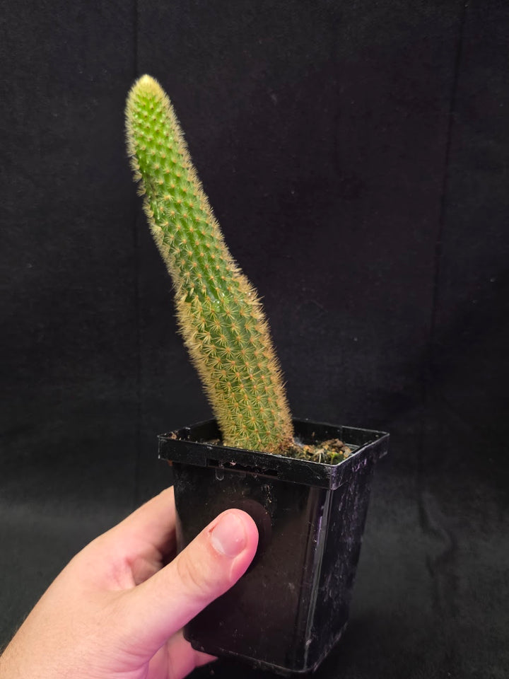 Golden Rat Tail Cactus #04