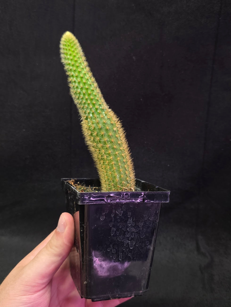 Golden Rat Tail Cactus #04