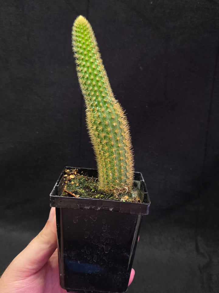 Golden Rat Tail Cactus #04