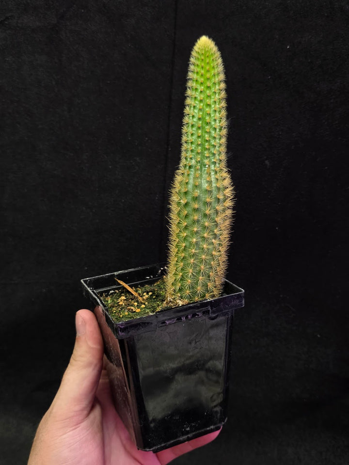 Golden Rat Tail Cactus #04