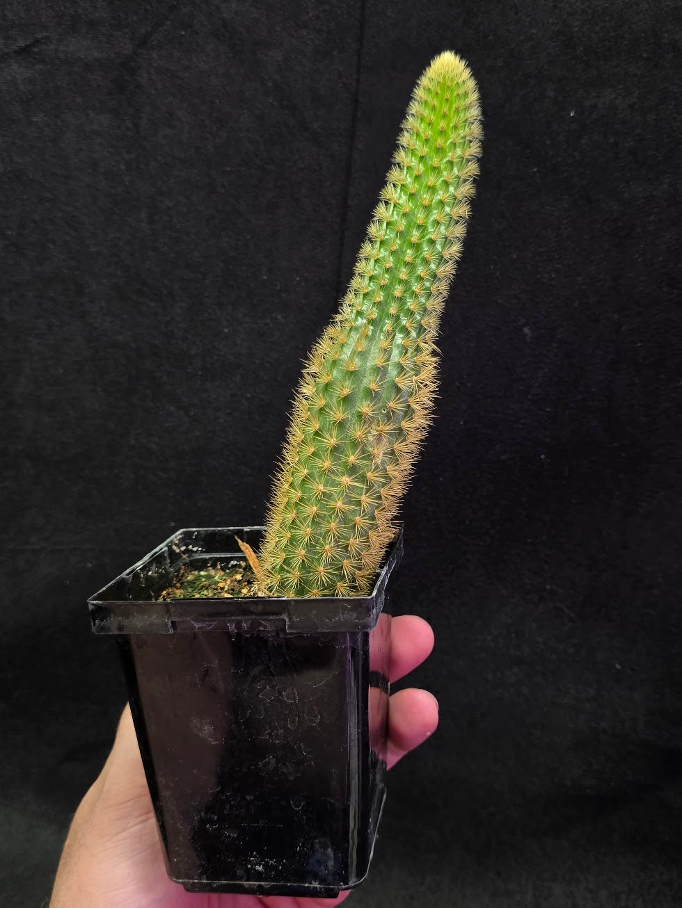 Golden Rat Tail Cactus #04