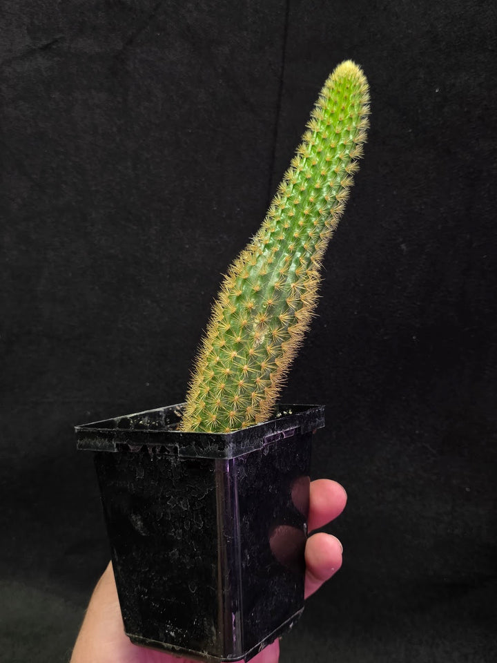 Golden Rat Tail Cactus #04