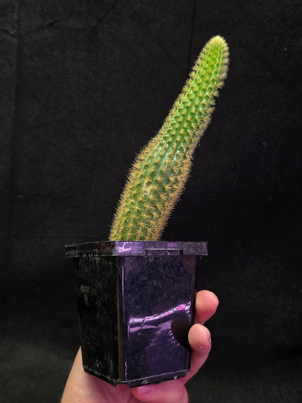 Golden Rat Tail Cactus #04