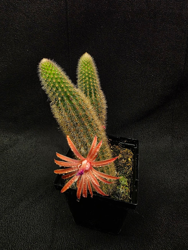 Golden Rat Tail Cactus #05