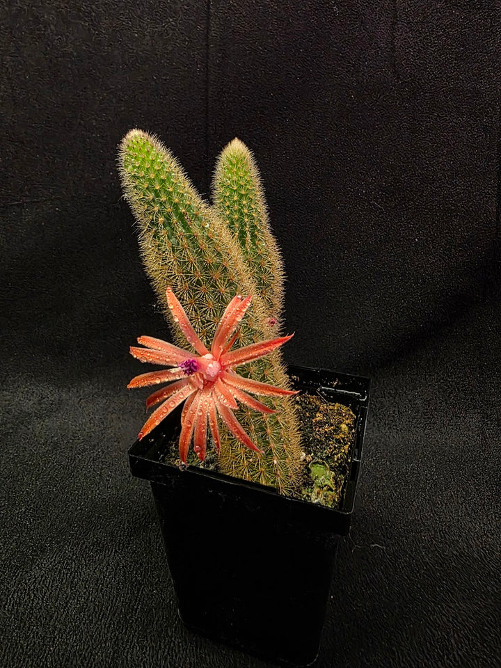 Golden Rat Tail Cactus #05
